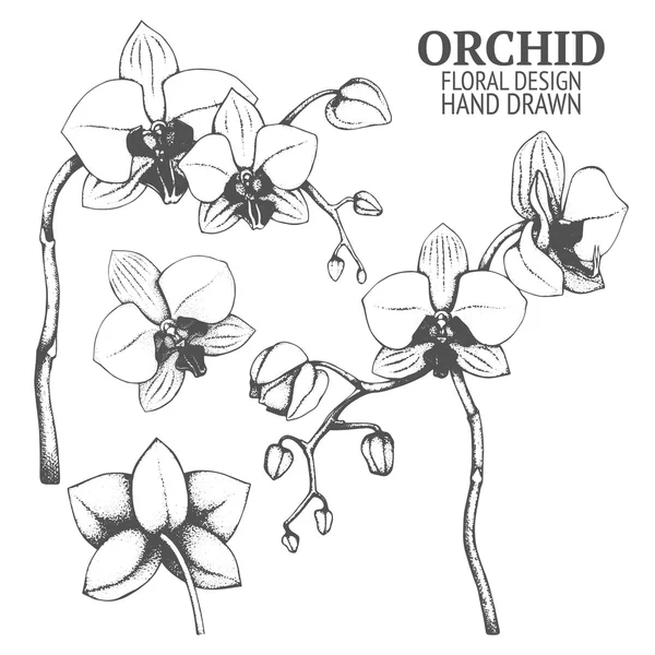 Декоративні квіти орхідеї . — стоковий вектор