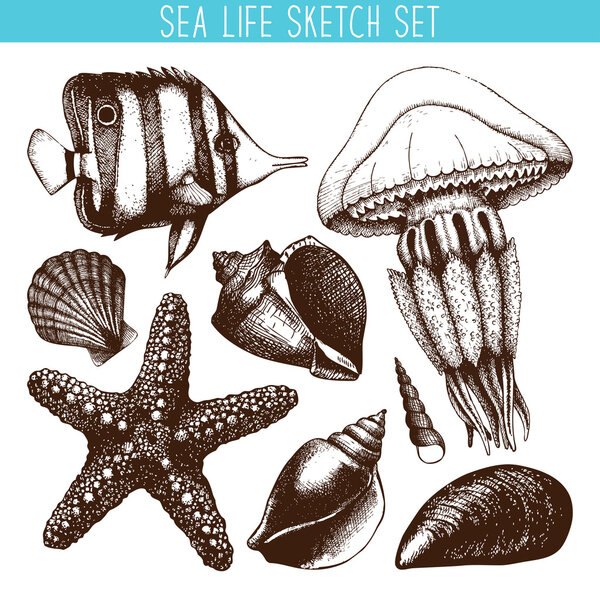 Fish, sea star, jellyfish and sea shell