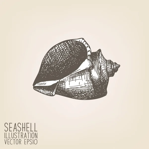 Coquille de mer dessinée à la main . — Image vectorielle