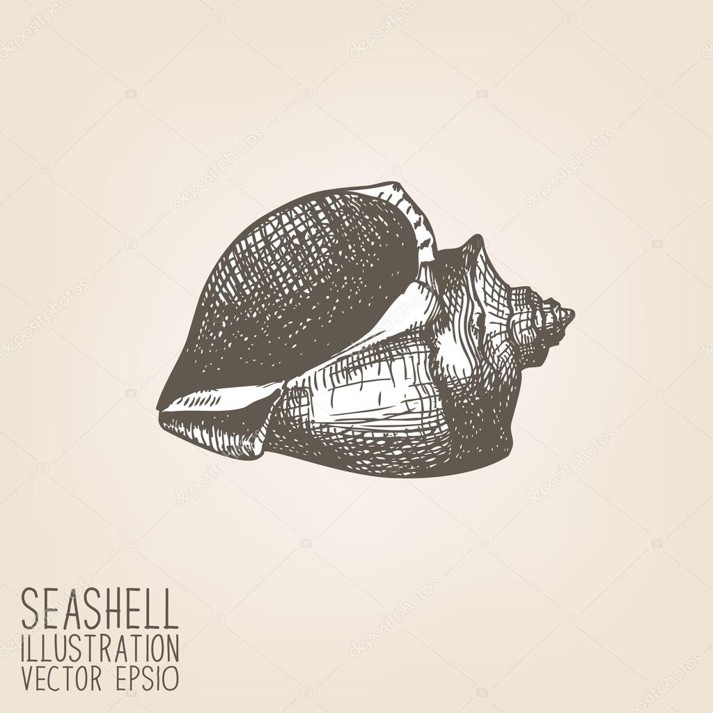 Hand drawn sea shell.