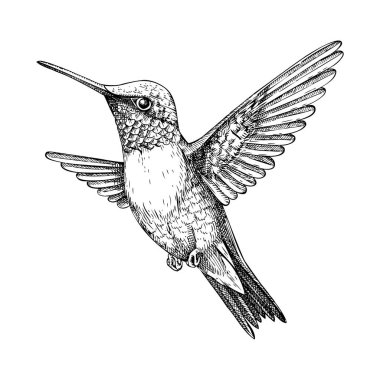 Sinekkuşu skeci. Uçan kolibri el çizimi vektör çizimi. Tropik kuş çizimi. Yapay zeka oluşturulmamış Vektör illüstrasyonu.