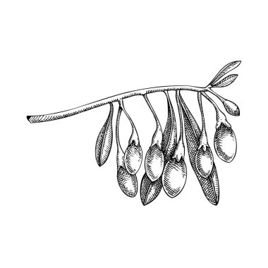 Goji Berry skeci. Elle çizilmiş vektör çizimi. Adaptojenik bitki çizimi. Yapay zeka oluşturulmamış Vektör illüstrasyonu.