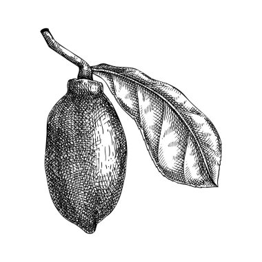 Cupuacu - tropikal bitki eskizi. Süper meyve elle çizilmiş vektör çizimi. Amazon yemeği çizimi. Yapay zeka oluşturulmamış Vektör illüstrasyonu.