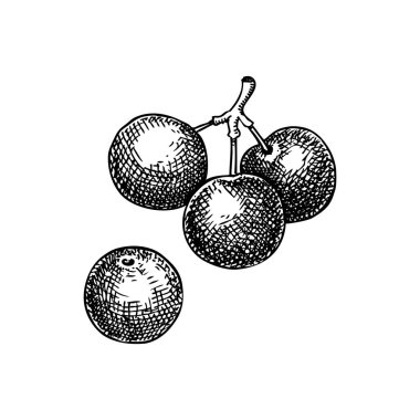 Jaboticaba - tropikal bitki çizimi. Brezilya üzümlü meyve elle çizilmiş vektör çizimi. Egzotik yemek çizimi. Yapay zeka oluşturulmamış Vektör illüstrasyonu.