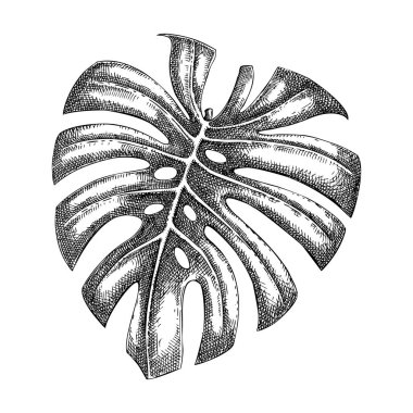 Canavar yaprağı skeci. İsviçre peyniri elle çizilmiş vektör çizimi. Tropik meyve folajı çizimi. Yapay zeka oluşturulmamış Vektör illüstrasyonu.