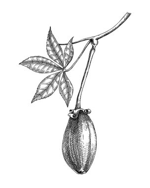 Baobab - egzotik bitki çizimleri seti. Egzotik meyve elle çizilmiş vektör çizimi. Afrika ağacı çizimi. Yapay zeka oluşturulmamış Vektör illüstrasyonu.