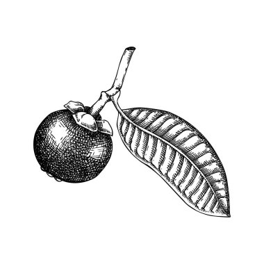 Mangosteen - tropikal bitki çizimi. Egzotik meyve el çizimi vektör illüstrasyonuName.