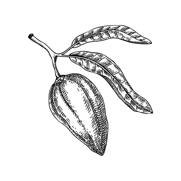 Lucuma, tropikal bitki skeci. Egzotik meyve elle çizilmiş vektör çizimi. Yapay zeka oluşturulmamış Vektör illüstrasyonu.