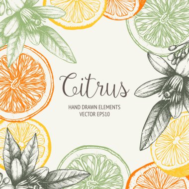 hand drawn orange fruit, flowers clipart