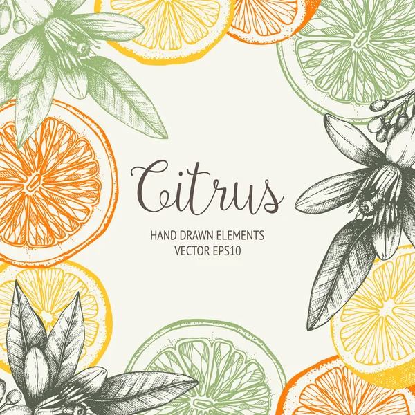 Hand drawn orange fruit, flowers — Stockvector