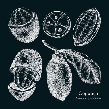 Cupuacu - tropikal bitki çizimleri ayarlandı. Tahtaya egzotik meyve elle çizilmiş vektör çizimi. Amazon yemeği çizimi. Yapay zeka oluşturulmamış Vektör illüstrasyonu.