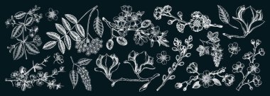 Çiçek açan ağaçlar dizildi. Çiçekli dallar elle çizilmiş vektör çizimi. Tahtaya eski bahar çizimleri. Yapay zeka oluşturulmamış Vektör illüstrasyonu.