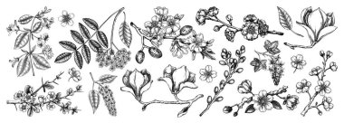 Çiçek açan ağaçlar dizildi. Çiçekli dallar elle çizilmiş vektör çizimi. Klasik bahar çizimleri. Yapay zeka oluşturulmamış Vektör illüstrasyonu.