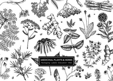 Tıbbi bitki geçmişi. Vektör bitkiler, kökler, böğürtlenler botanik çizimler. Antika eczacı tasarımı. Yapay zeka oluşturulmamış Vektör illüstrasyonu.