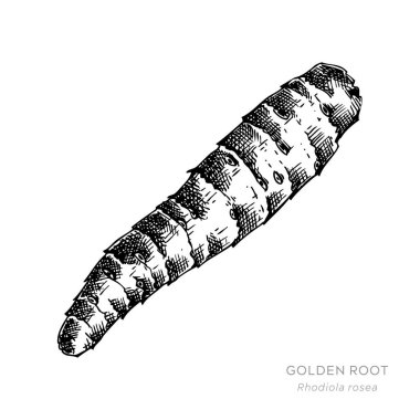Altın kök elle çizilmiş vektör çizimi. Bitkisel ilaçlar ve doğal ürünler için Rhodiola Rosea vintage tıbbi bitki eskizi. Yapay zeka üretilmedi. Vektör illüstrasyonu.