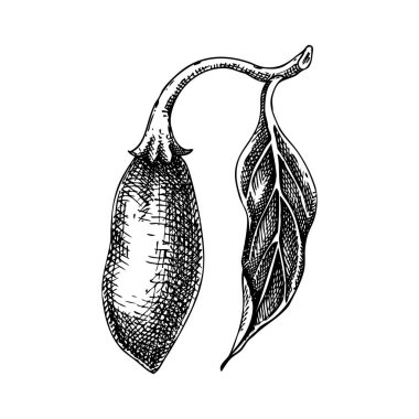 Jalapeno biberli el çizimi vektör çizimi. Baharat ürünleri ve doğal gıda ambalajları için sıcak kırmızı biber klasik botanik çizimi. Yapay zeka üretilmedi. Vektör illüstrasyonu.