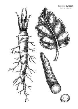 El çizimi burdock vektör çizimleri. Kök sebze eskizi. İlaç bitkisi, kurutulmuş kök, bitkisel ilaç ya da gıda paketleme tasarımı için yaprak çizimleri. Yapay zeka oluşturulmamış Vektör illüstrasyonu.
