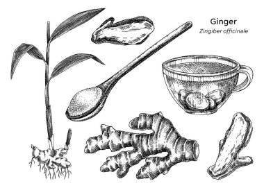 Kızıl el çizimi vektör çizimleri ayarlandı. Baharat bitkisi çizimi. Bitkisel ilaç malzemeleri çizimleri. Yapay zeka üretilmedi. Vektör illüstrasyonu.