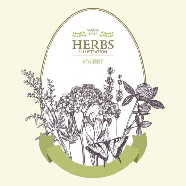 Vintage medicinal herbs sketch