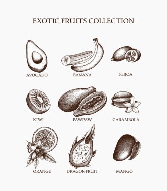 Egzotik meyvelerin Vintage koleksiyonu