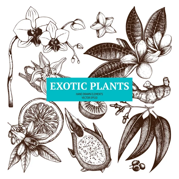 Vintage exotic plants sketch set — Stock Vector