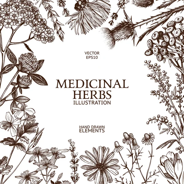 Vintage design with hand drawn herbs — Stockový vektor