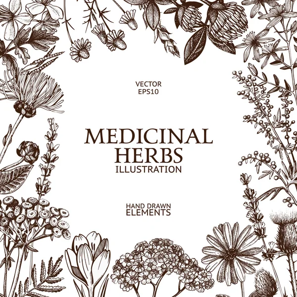 Vintage design with hand sketched herbs — 스톡 벡터