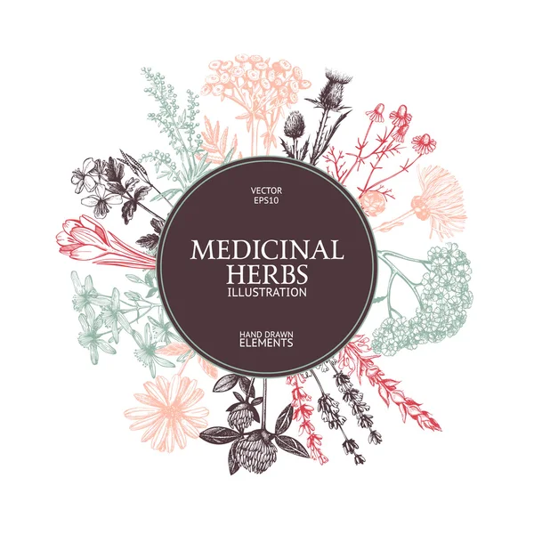 Marco vintage con hierbas medicinales — Vector de stock