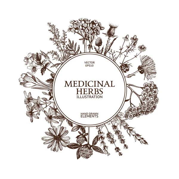 Cadre vintage avec herbes médicinales — Image vectorielle