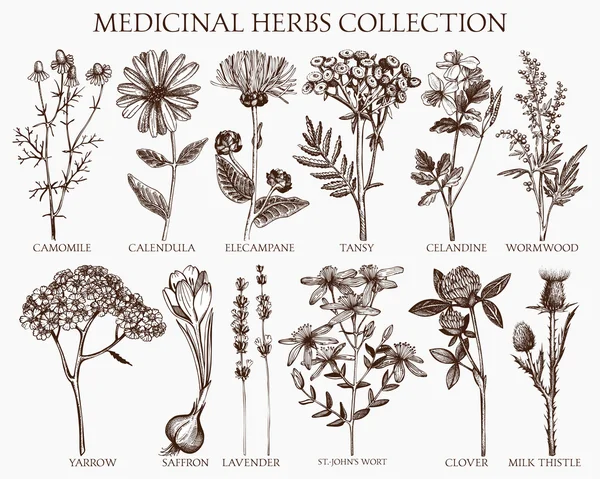 Colección de hierbas medicinales — Vector de stock