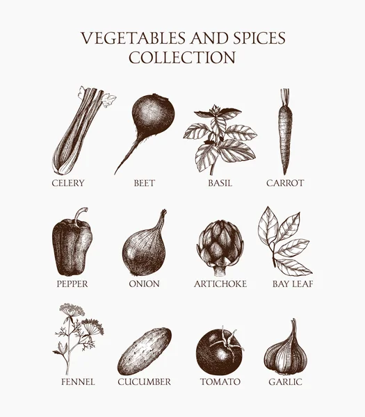 Tinta de legumes, ervas e especiarias esboço — Vetor de Stock