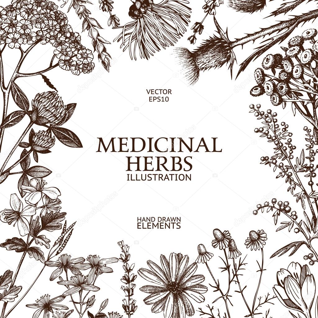 Vintage design with hand drawn herbs — Stock Vector © geraria 93207028