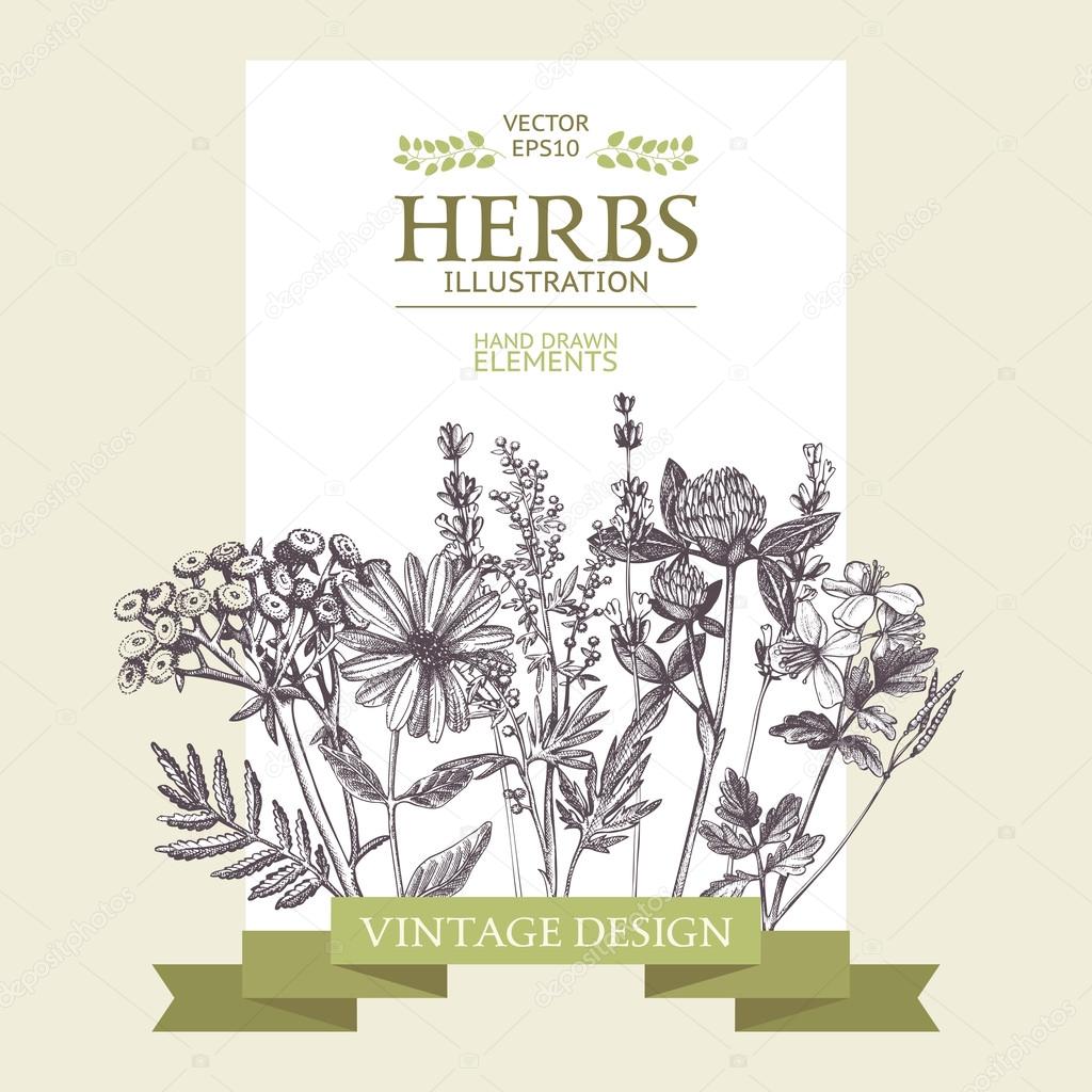 Vintage medicinal herbs sketch