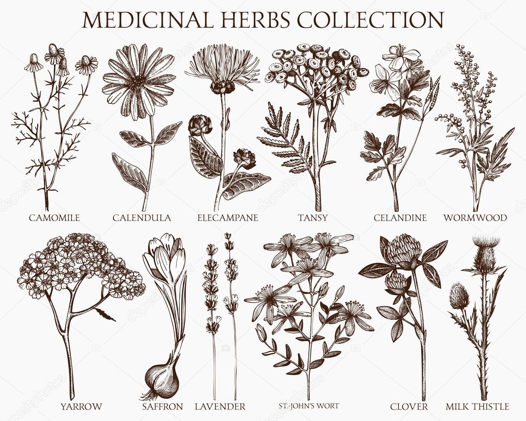 Medicinal herbs collection