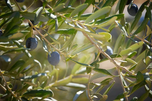 Black and Green Ripe Olives Growing on the Branch of an Olive Tree