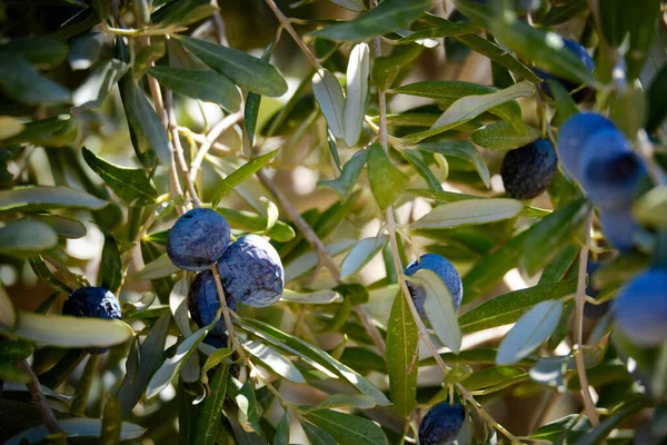 Des Olives Mûres Pendent Sur Les Branches Olivier — Photo