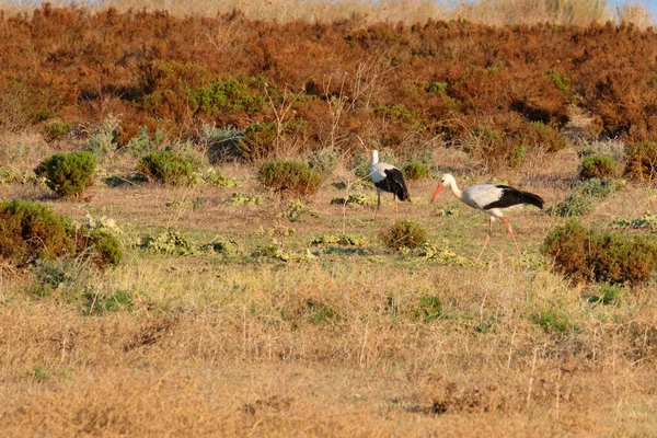 Két Fehér Gólya Vadonban Ciconia Ciconia — Stock Fotó