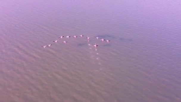 Een Zwerm Roze Flamingo Die Riviermonding Vliegen Goksu Rivierdelta Turkije — Stockvideo