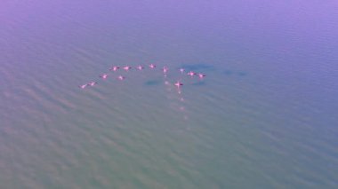 Pembe flamingo sürüsü nehir kıyısında uçuyor. Göksu Nehri deltası, Türkiye. Hava görünümü