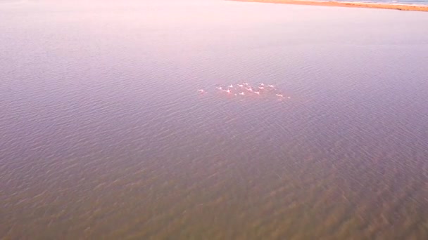 Herde Rosafarbener Flamingos Fliegt Über Flussmündung Goksu Flussdelta Türkei Luftaufnahme — Stockvideo