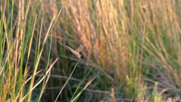 Dragonfly Blade Grass Swaying Rays Setting Sun — Stock Video