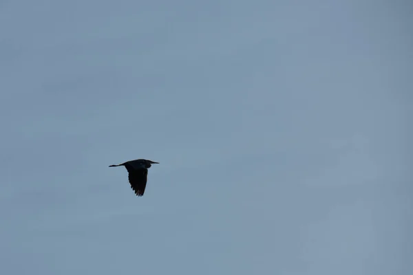 Silhouette Flying Grey Heron Evening Sky — Stock Photo, Image