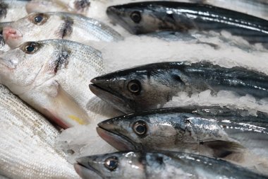 Buzlu soğuk balık. Bonito ton balığı, Dorado ve balıkçı tezgahındaki diğer deniz balıkları.