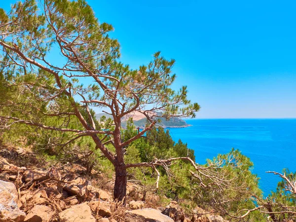 Πεύκο σε βραχώδη πλαγιά σε πρώτο πλάνο και θάλασσα και ουρανό στο βάθος. Μεσογειακό καλοκαιρινό τοπίο — Φωτογραφία Αρχείου