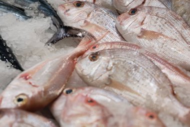 Buzlu soğuk balık. Balıkçı tezgahında Kızıl Dorado Deniz Balığı