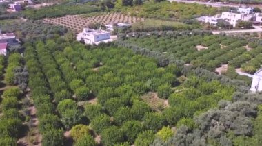 Zeytin tarlaları ve kırsal evleri olan tarım arazilerinin havadan görünüşü