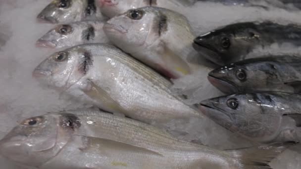 Pescado frío sobre hielo. Bonito atún, dorado y otros peces de mar en el puesto de pescadero — Vídeo de stock