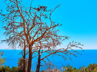 Denizin yukarısındaki uçurumda ölü bir çam ağacı. Kopya alanı olan deniz ve gökyüzü manzarası