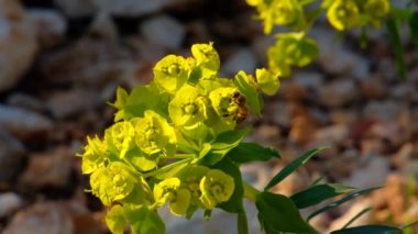 Bal arısı sarı Euphorbia nicaeensis çiçeklerinden nektar topluyor. Seçici odak