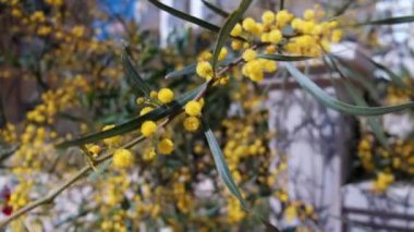 Çiçekler açan akasya retinodu çiçekleri